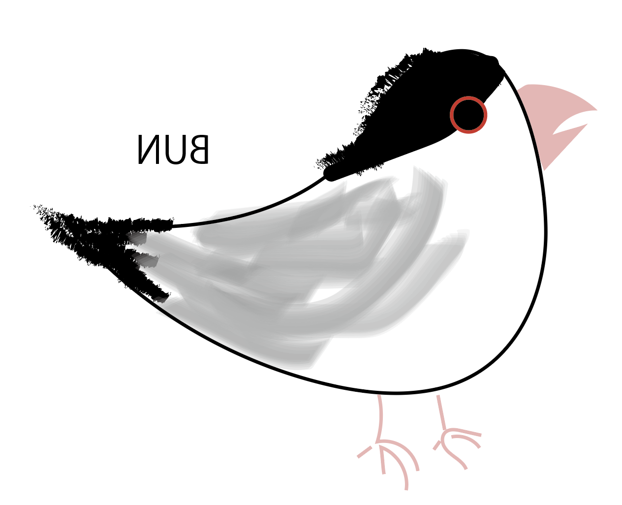 文鳥という小鳥の事。出生、成り立ち - Gold Soundz for Silence kid