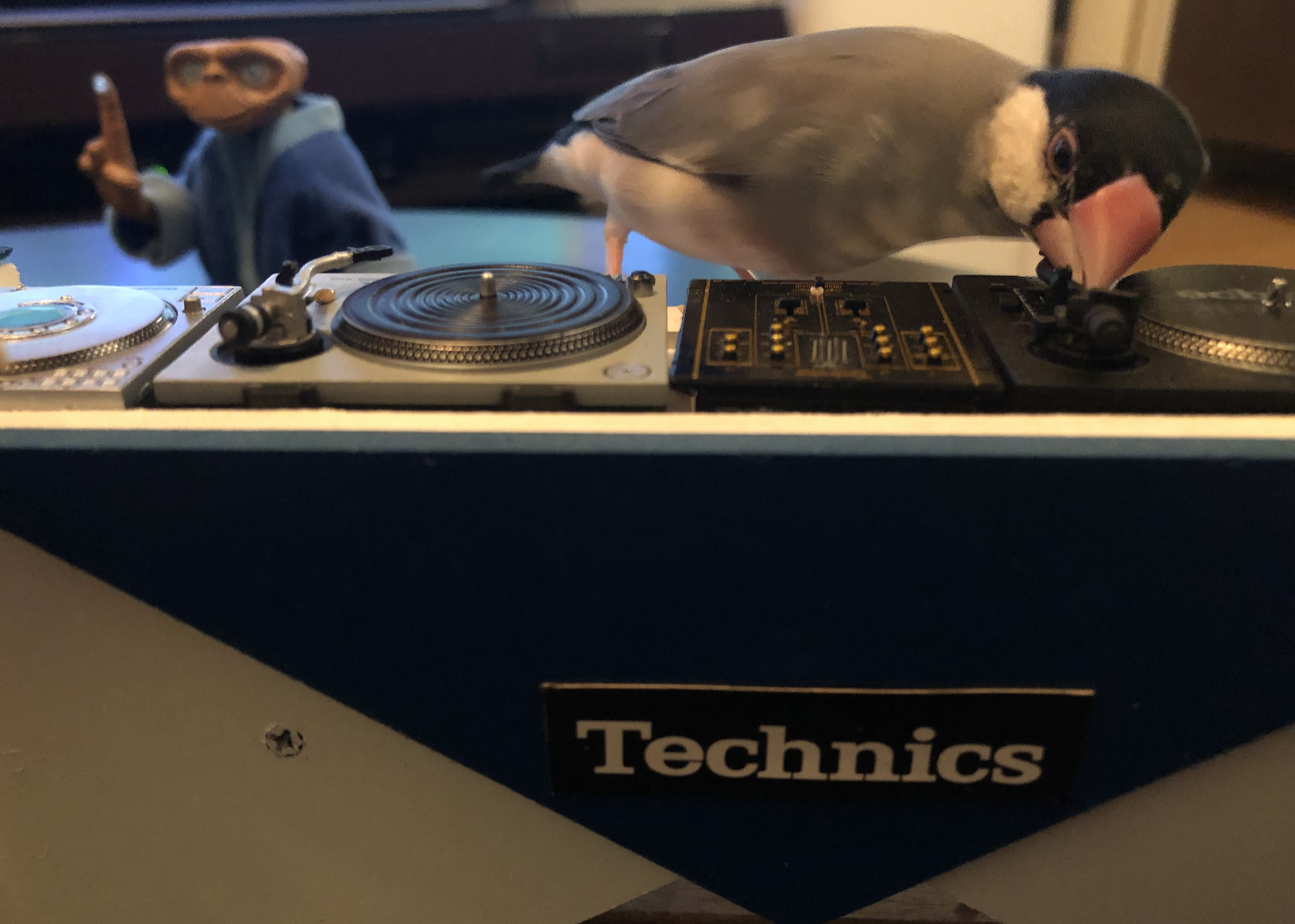 文鳥DJ